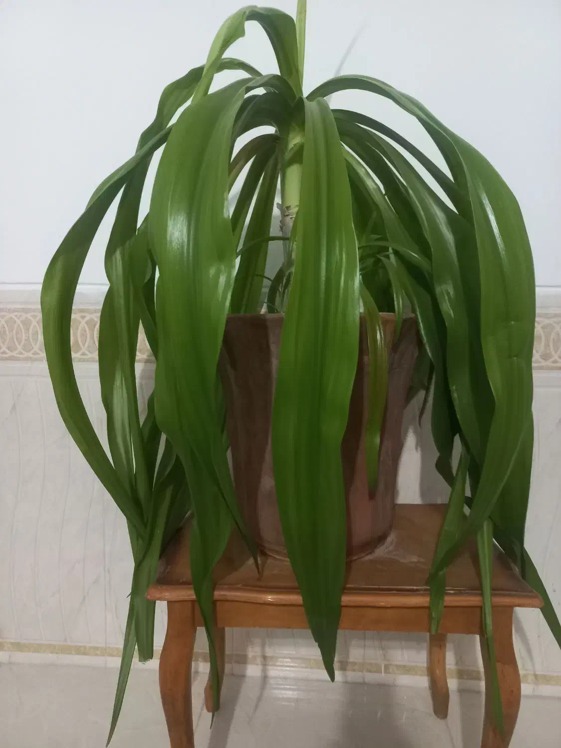 گل اشک ملکه ۴ ساله|گل و گیاه طبیعی|لنجان, |دیوار