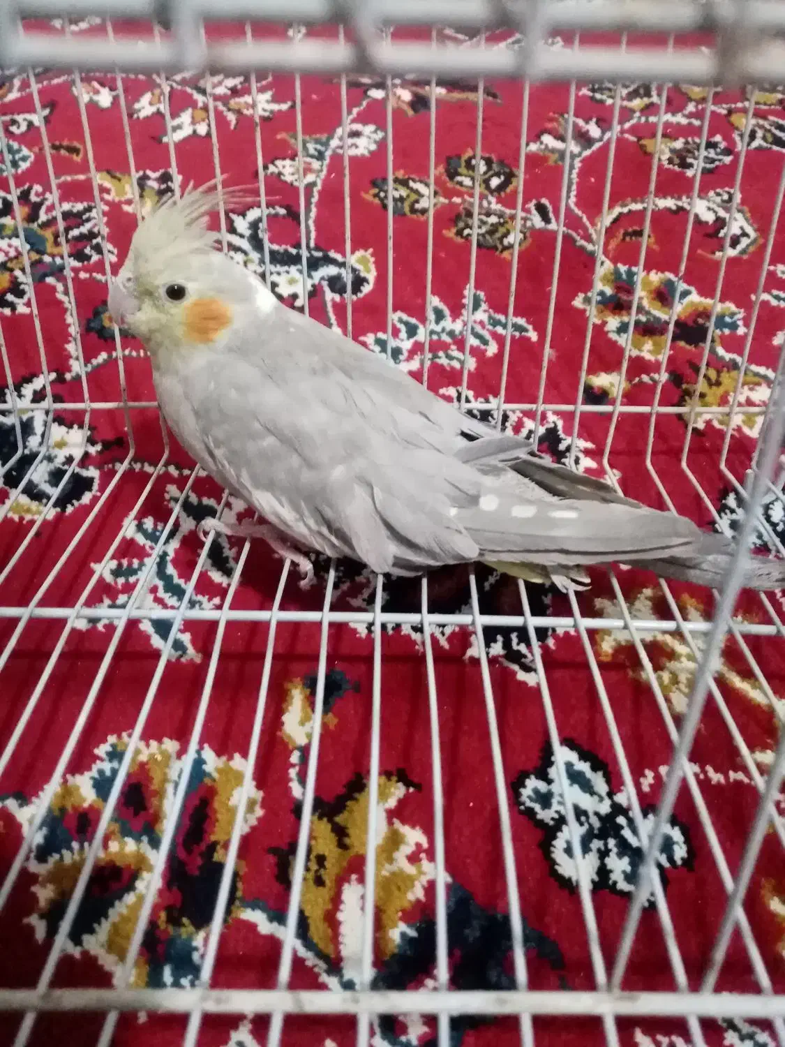 عروس هلندی|پرنده|تربت‌حیدریه, کلاته توکلی|دیوار