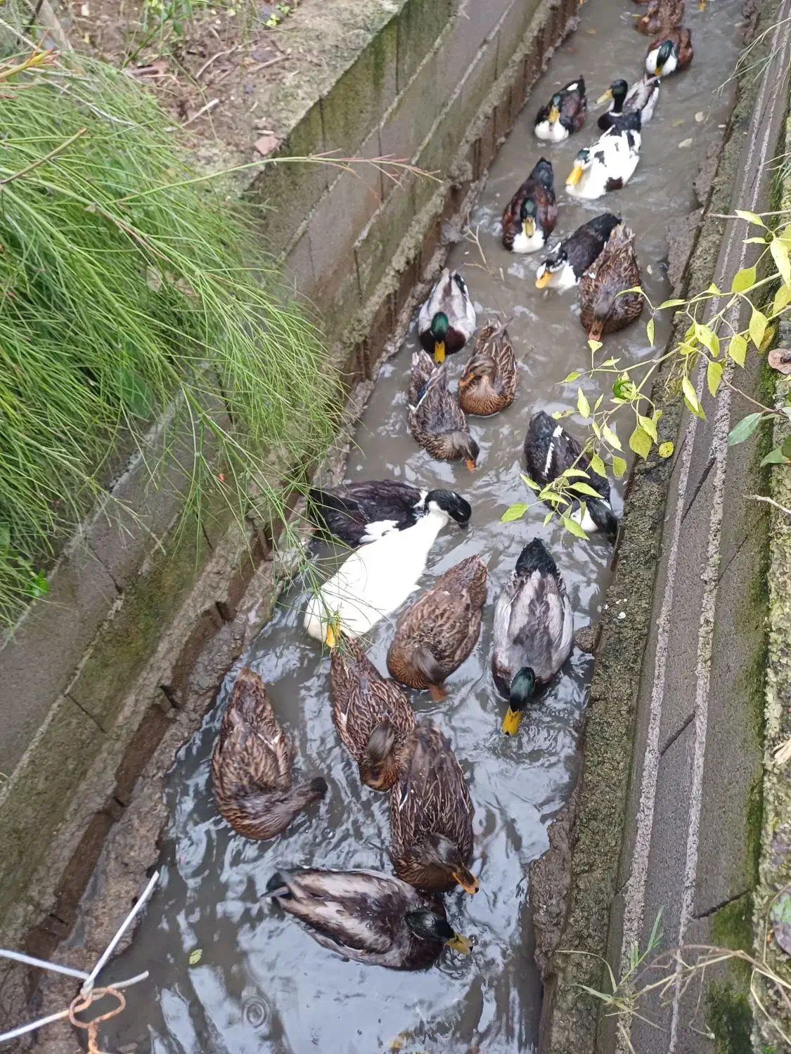 اردک هوایی و اردک پکنی|حیوانات مزرعه|رودسر, |دیوار