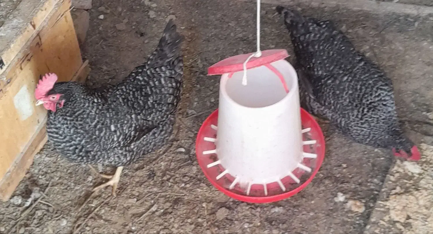 مرغ برا فروش|حیوانات مزرعه|اسکو, |دیوار