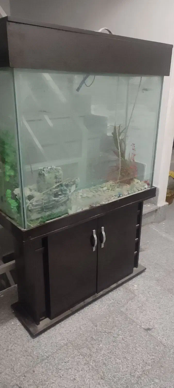 آکواریوم|ماهیگیری|ارومیه, |دیوار