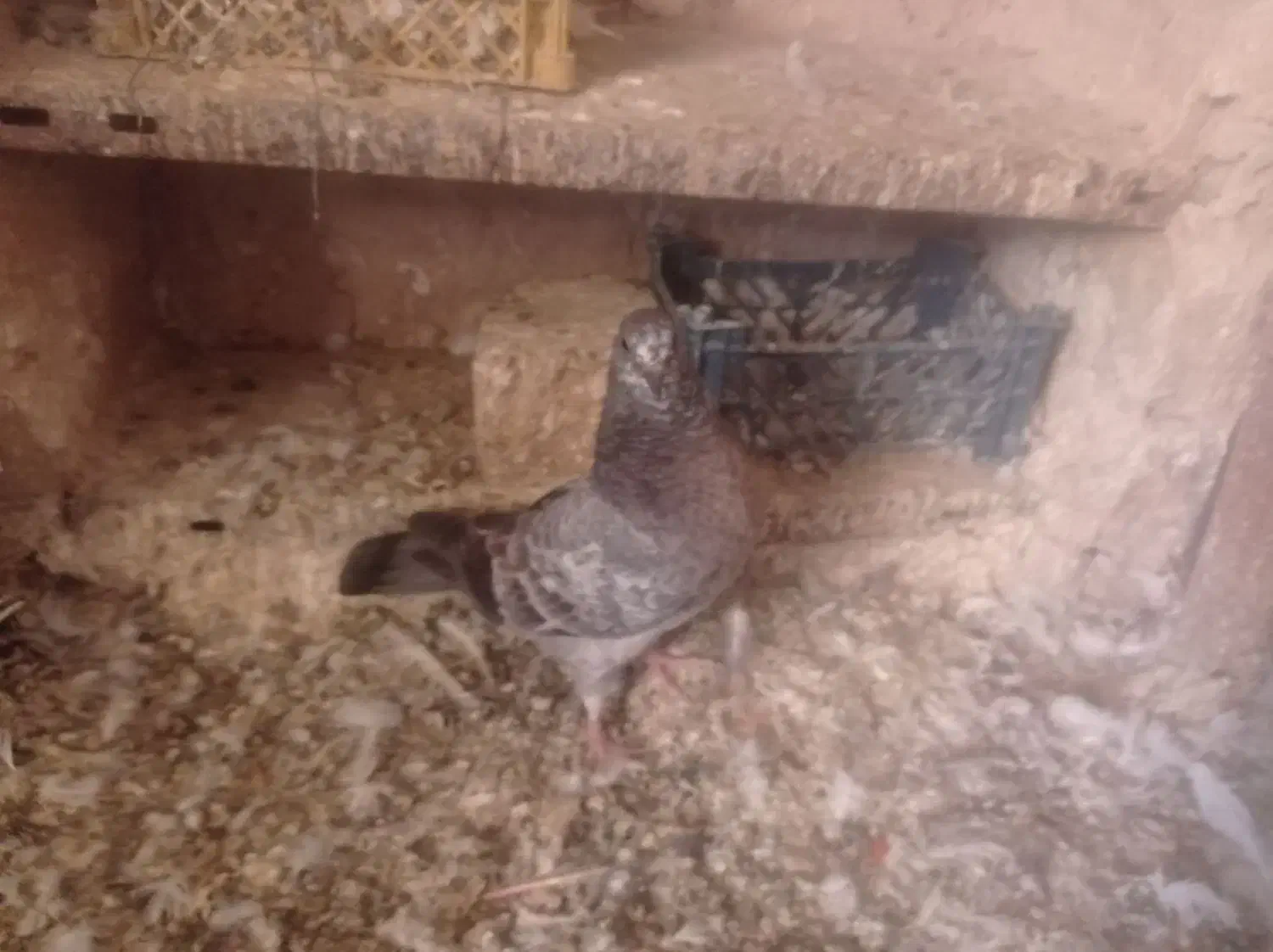 جوجه جیر|پرنده|قم, ولیعصر|دیوار