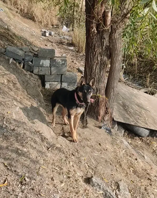 سگ ژرمن 7ماه جنسیت نر|سگ|مهاباد (آذربایجان غربی), |دیوار