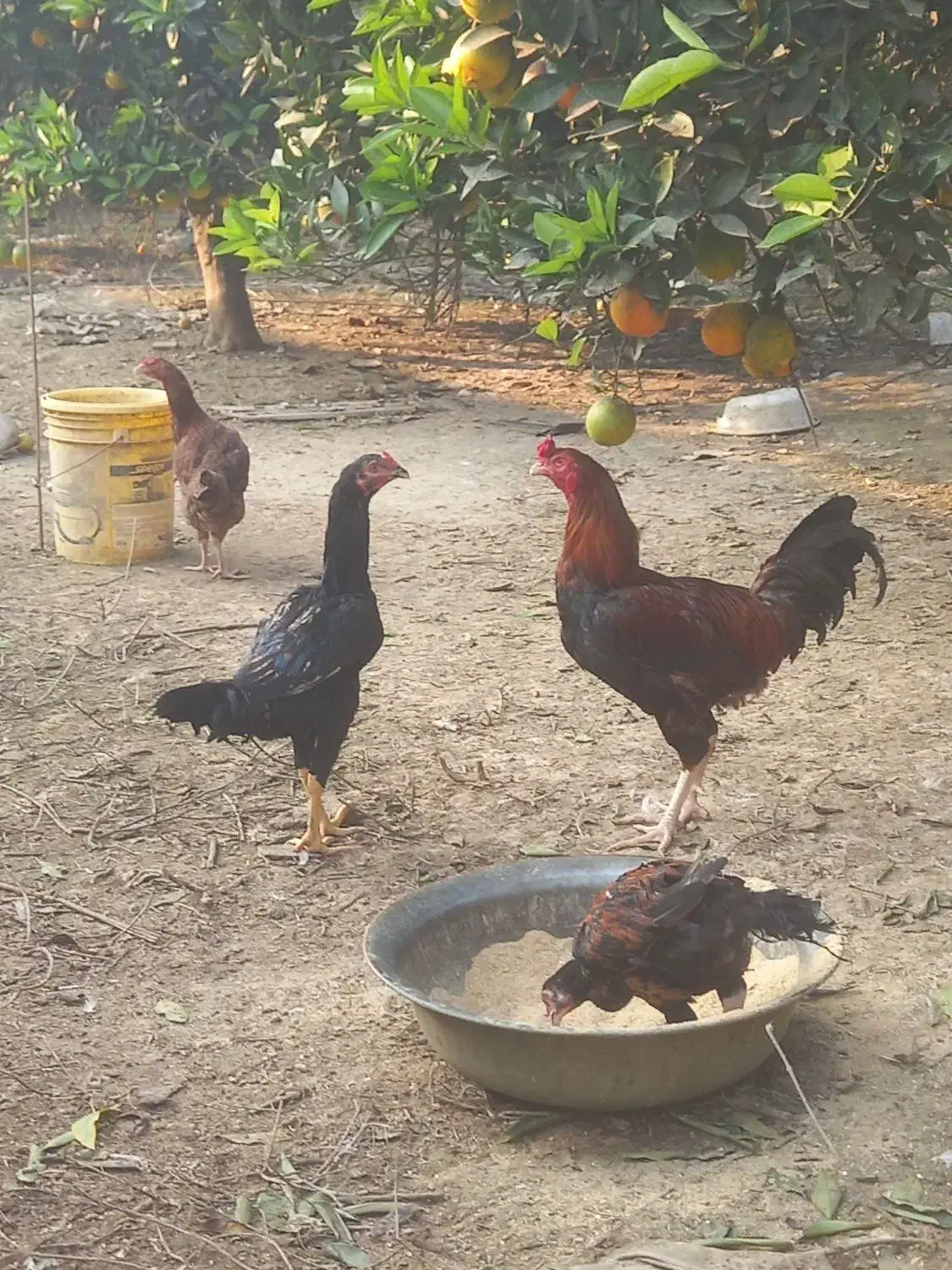 مرغ وخروس لاری|حیوانات مزرعه|بهنمیر, |دیوار