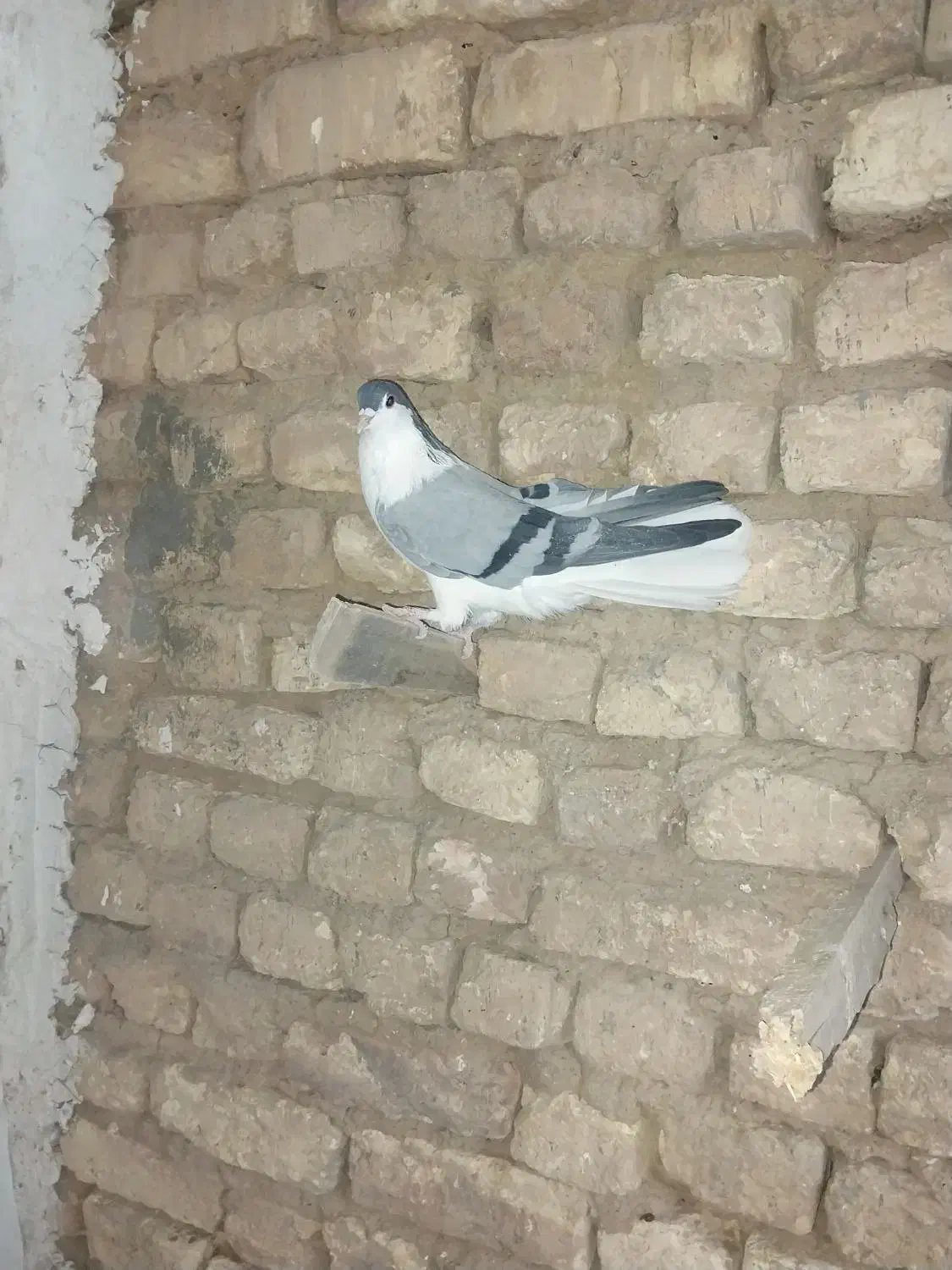 نرخوشرنگ جوان فروشی۴۰۰تومان|پرنده|نجف‌آباد, یزدانشهر|دیوار