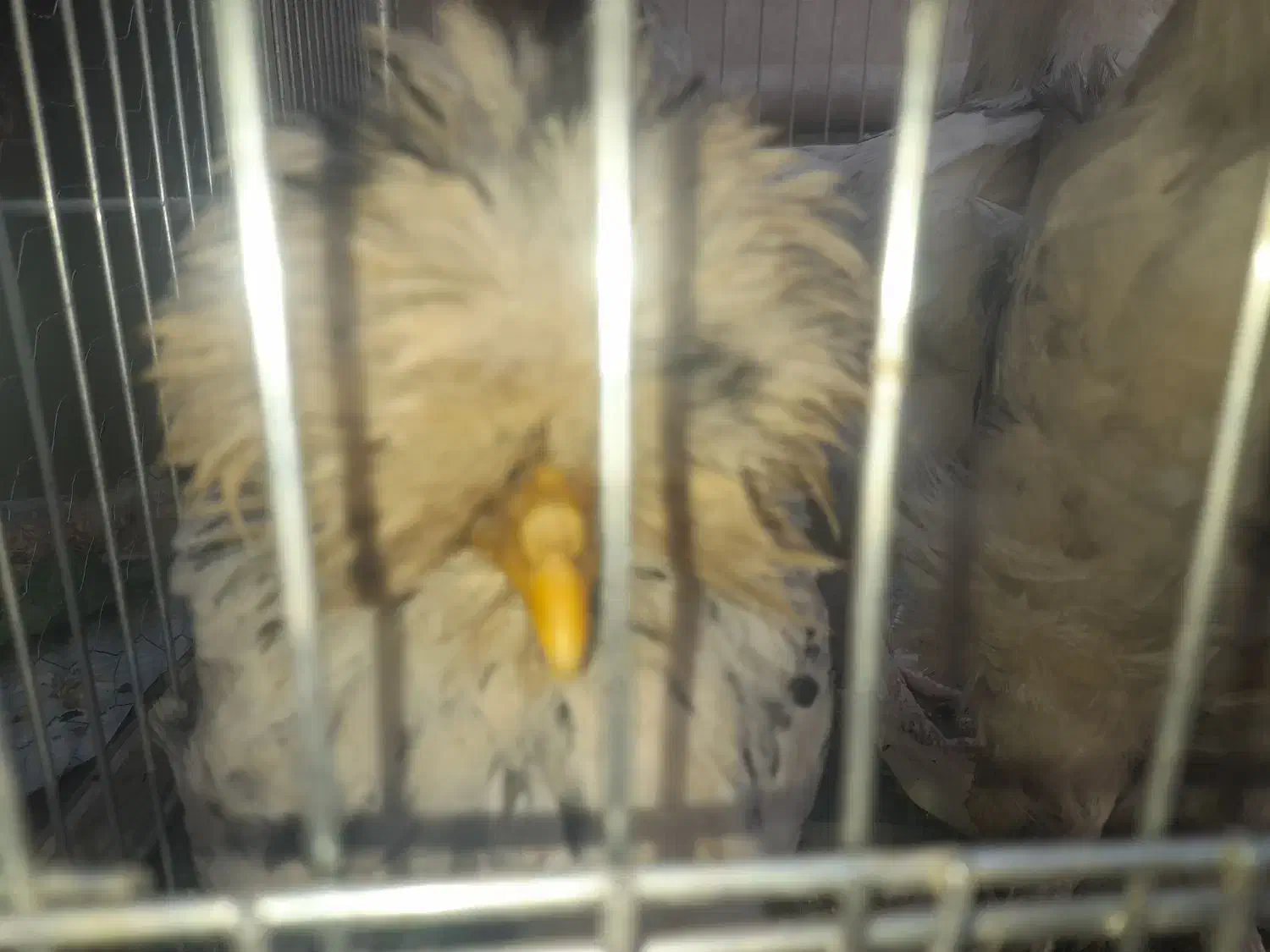 ۵ تا مرغ و خروس سلطان. فوق العاده زیبا|حیوانات مزرعه|اصفهان, طامه|دیوار