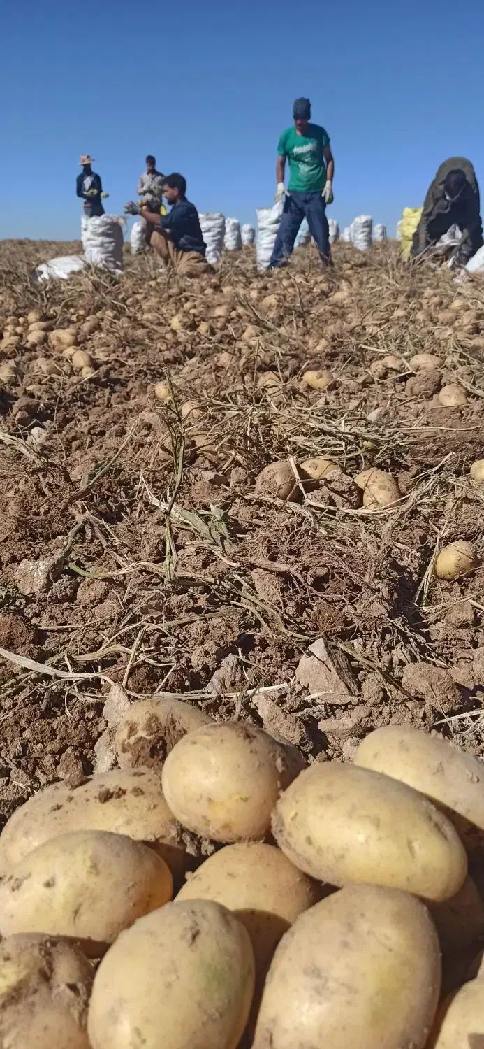 فروش همه نوع ارقام سیب زمینی|عمده‌فروشی|سردرود, |دیوار