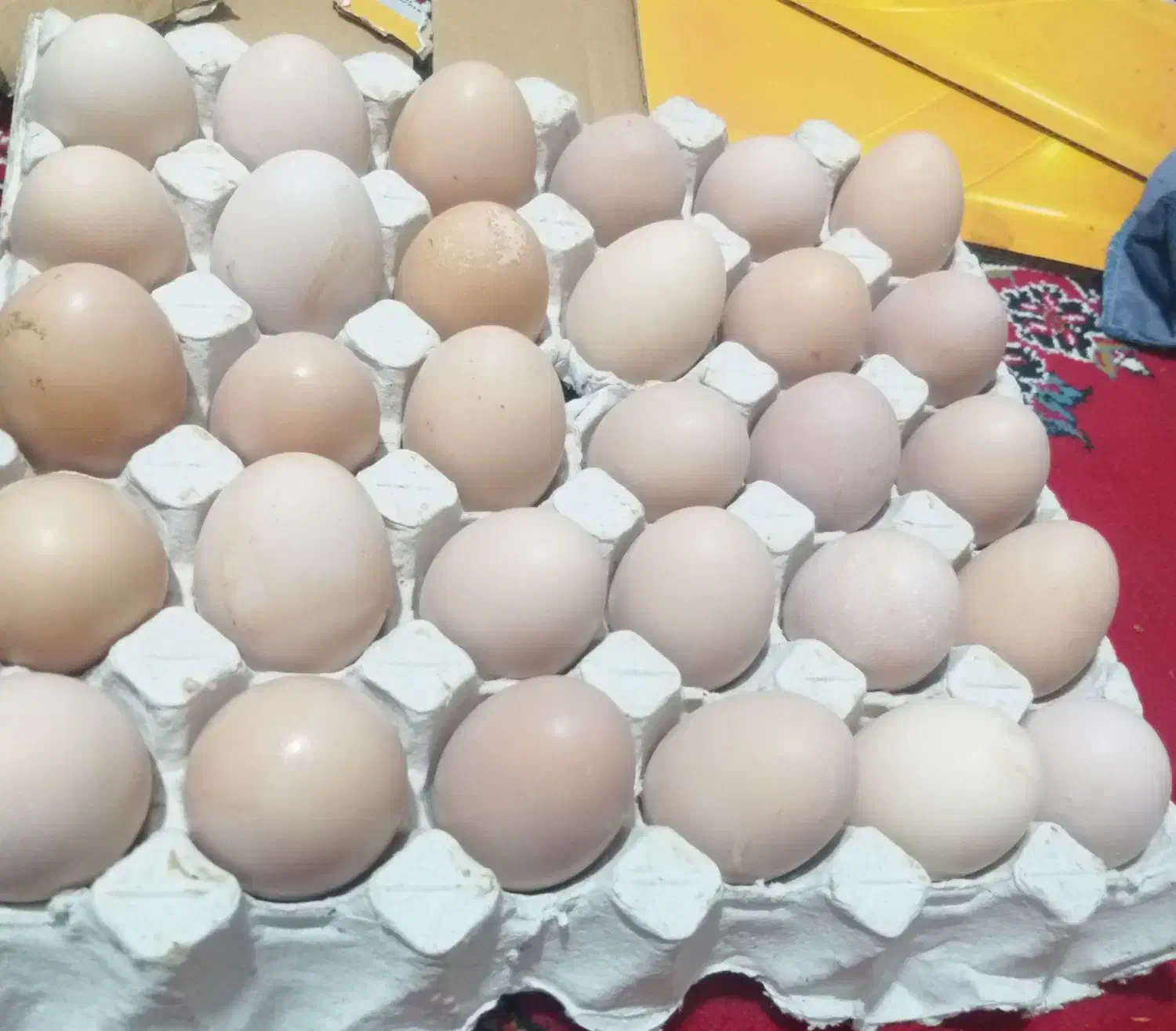 تخممرغمحلی|خوردنی و آشامیدنی|حسین آباد, |دیوار