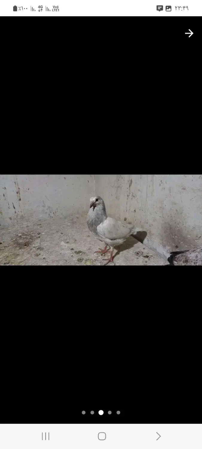 جوجه کبوتر پرشی|پرنده|آمل, |دیوار