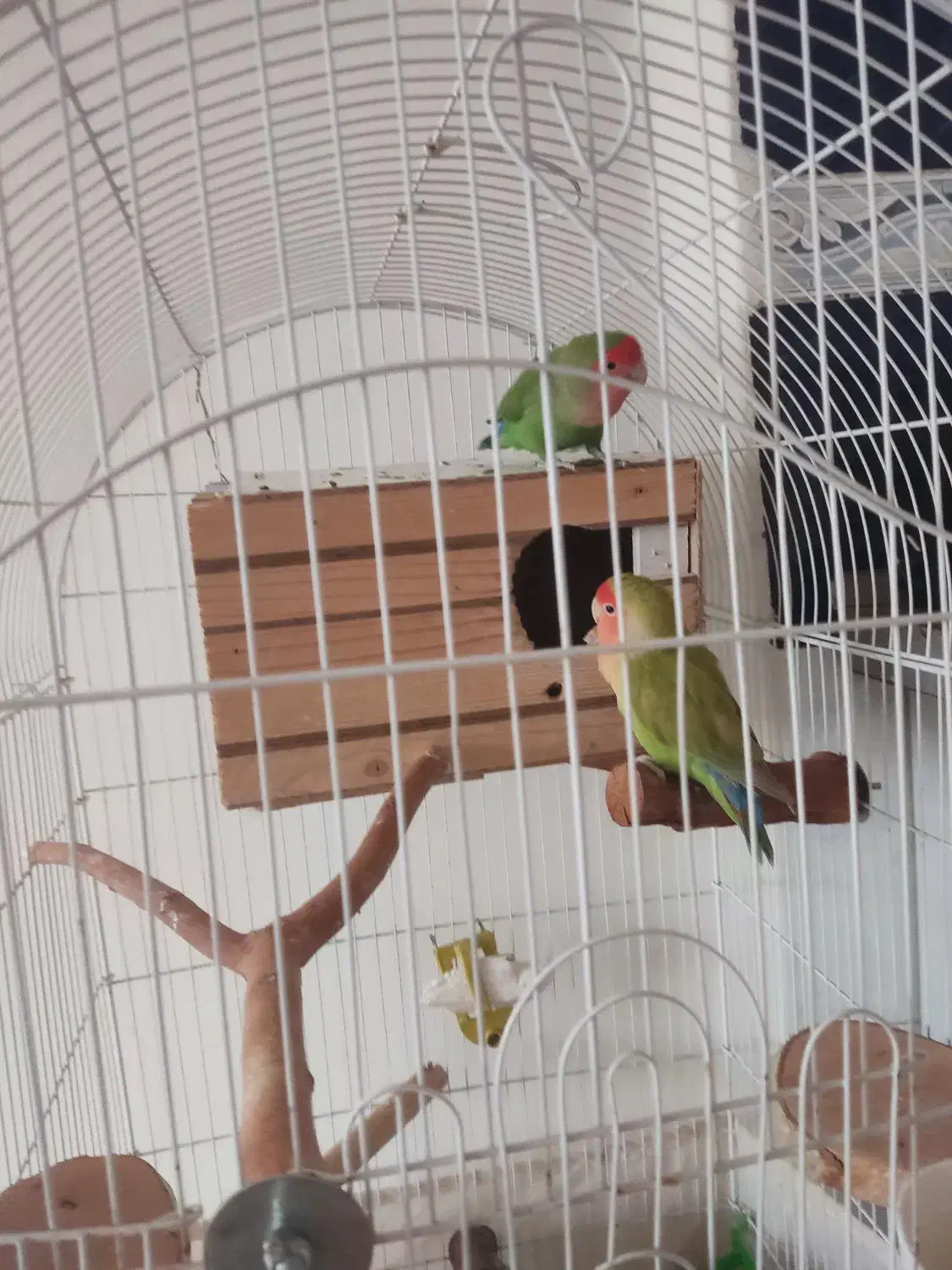 طوطی برزیلی|پرنده|هشتگرد, فاز ۲ مهستان|دیوار