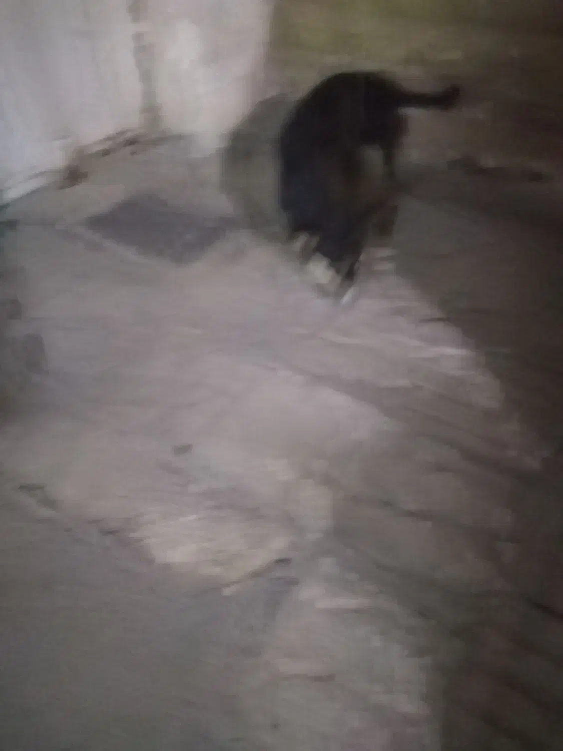 سگ پا کوتاه معاوضه با کبوتر|سگ|محمدیه-قزوین, |دیوار