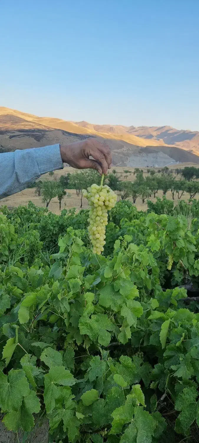 فروش باغ در بهترین لوکیشن ابهر|فروش دفتر صنعتی، کشاورزی، تجاری|ابهر, |دیوار