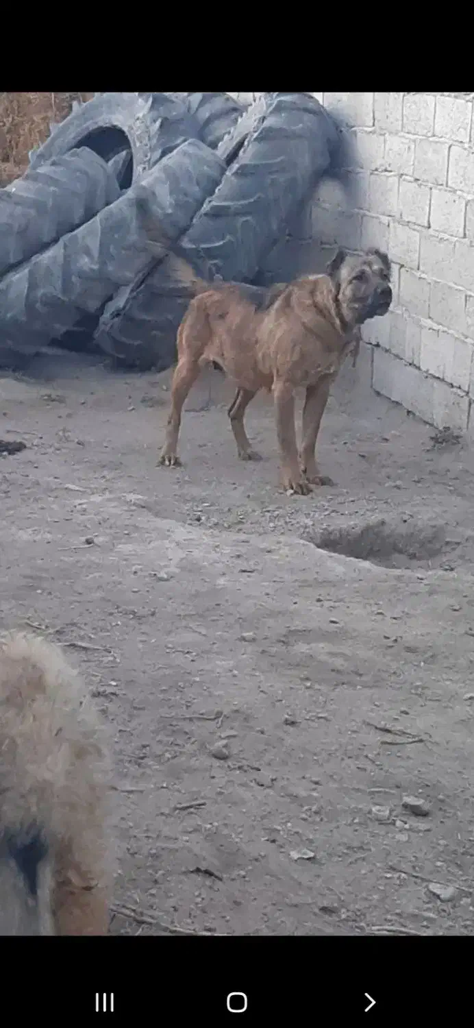 ماده سرابی|سگ|اردبیل, |دیوار