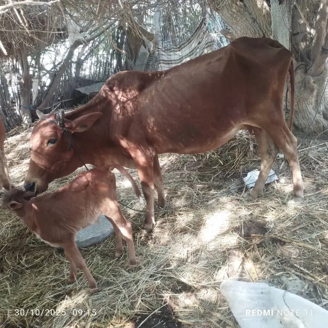 گاو فروشی همراه با گوساله|حیوانات مزرعه|کنارک, |دیوار