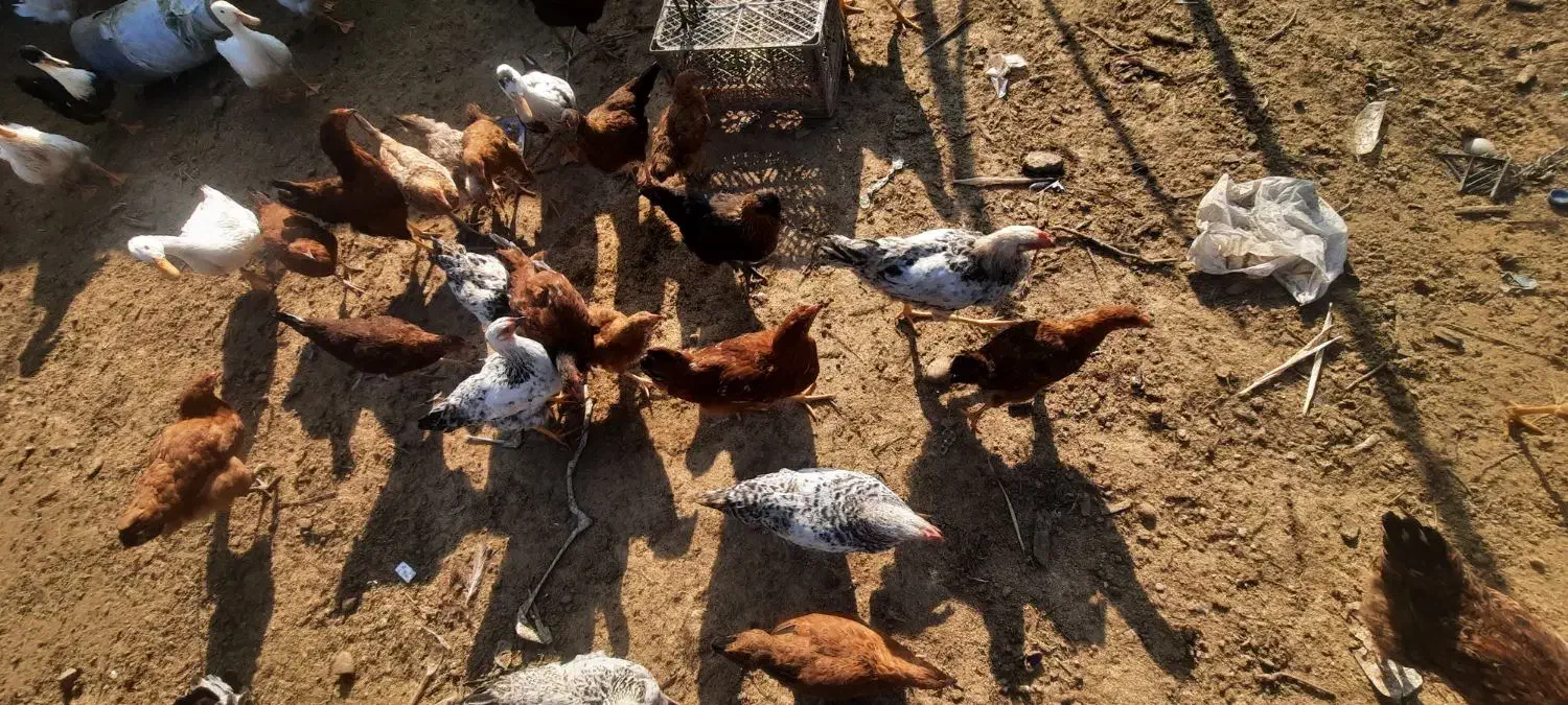 ۲۵ عدد خروس و ۱۰ عدد مرغ|حیوانات مزرعه|گوراب زرمیخ, |دیوار