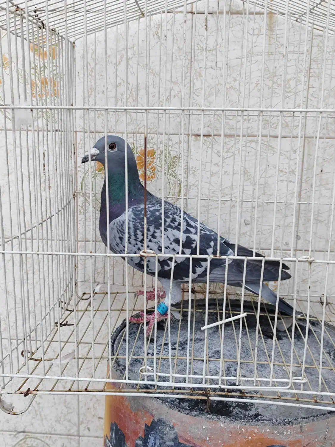 کبوتر پلاکی ثبتی|پرنده|مهران (ایلام), |دیوار