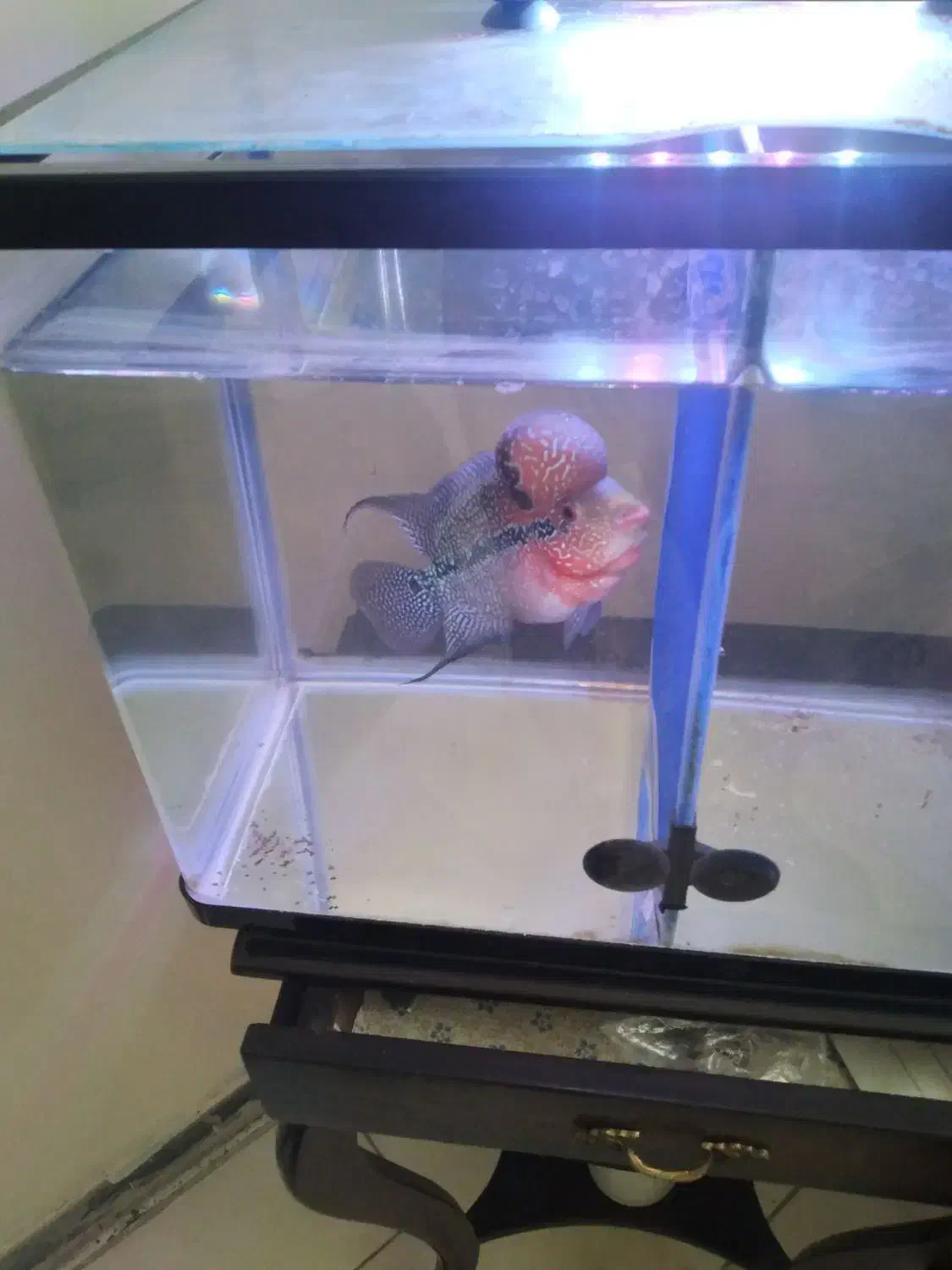 ماهی فلاور|ماهی|تهران, هفت چنار|دیوار