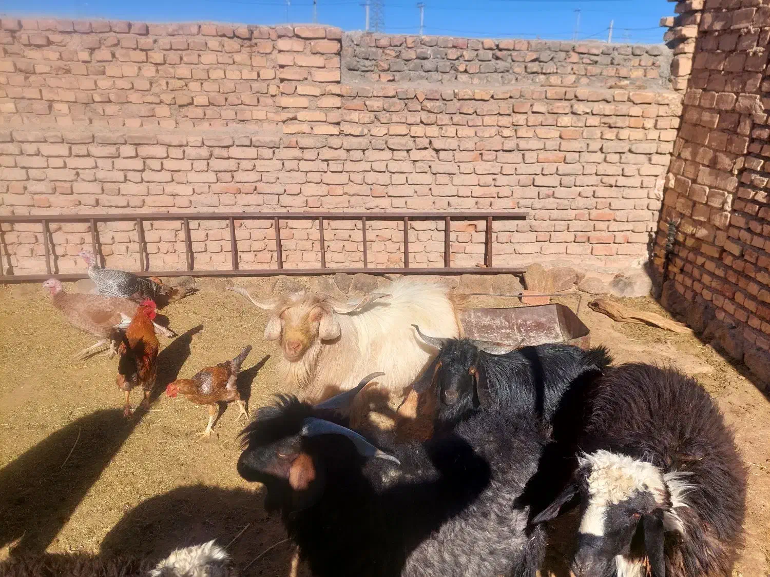 چبش فروشی|حیوانات مزرعه|سرداران, |دیوار