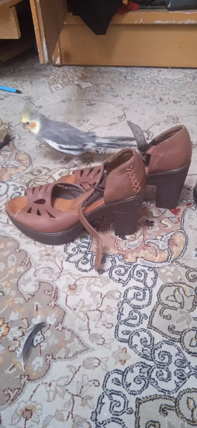 کفش زنانه|کیف، کفش، کمربند|شیراز, شهرک کوشکک|دیوار