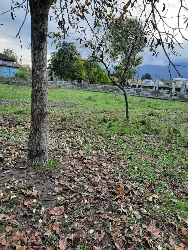 ۲۰۰ متر زمین  سند  تکبرگ  خیابان سی انجی|فروش زمین و ملک کلنگی|اسالم, |دیوار