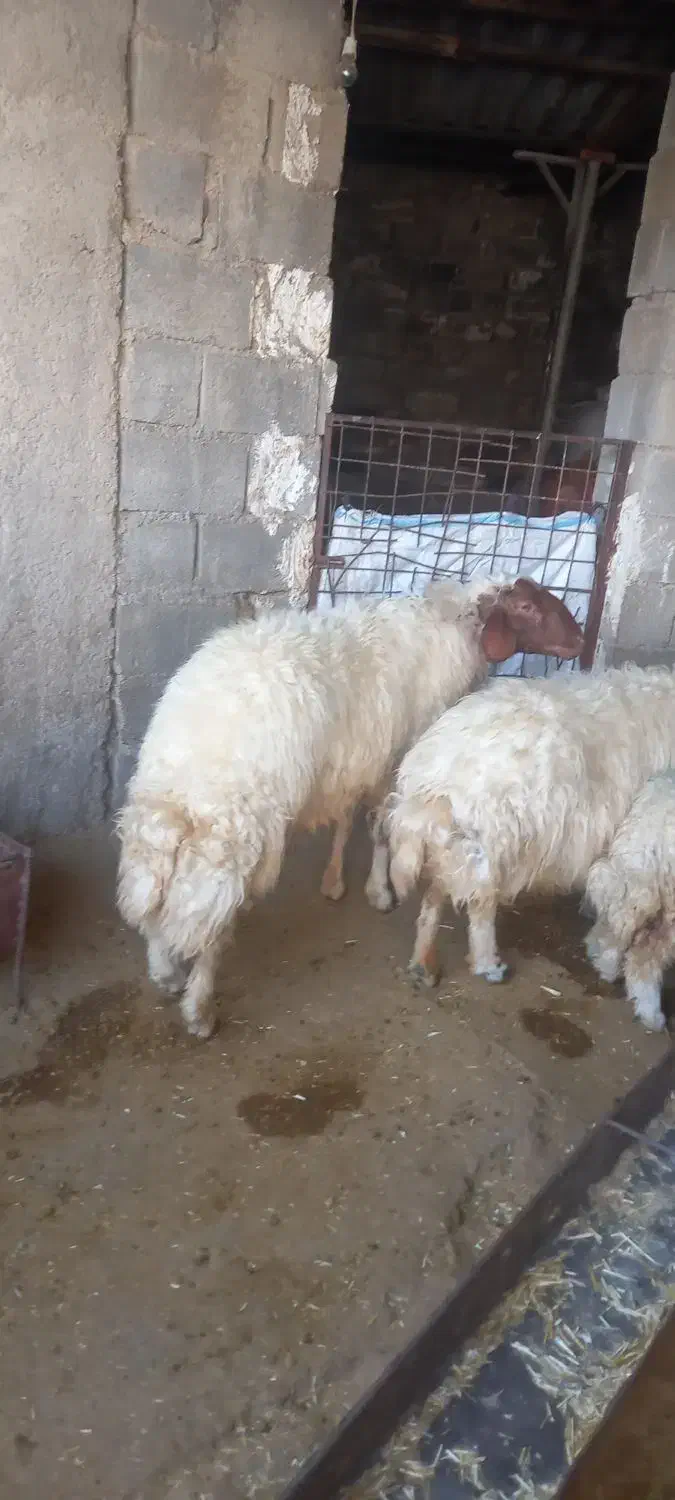 یه عدد شک ورن ۳شیره ویکعدد شک|حیوانات مزرعه|آبدانان, |دیوار