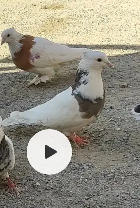 طوقی|پرنده|محمدشهر, سیدآباد|دیوار