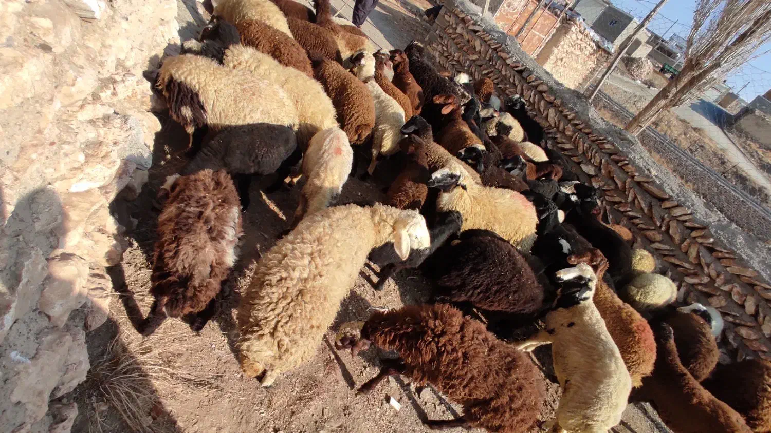 کاور 65 راس 5 راس ماده|حیوانات مزرعه|کرفتو, |دیوار