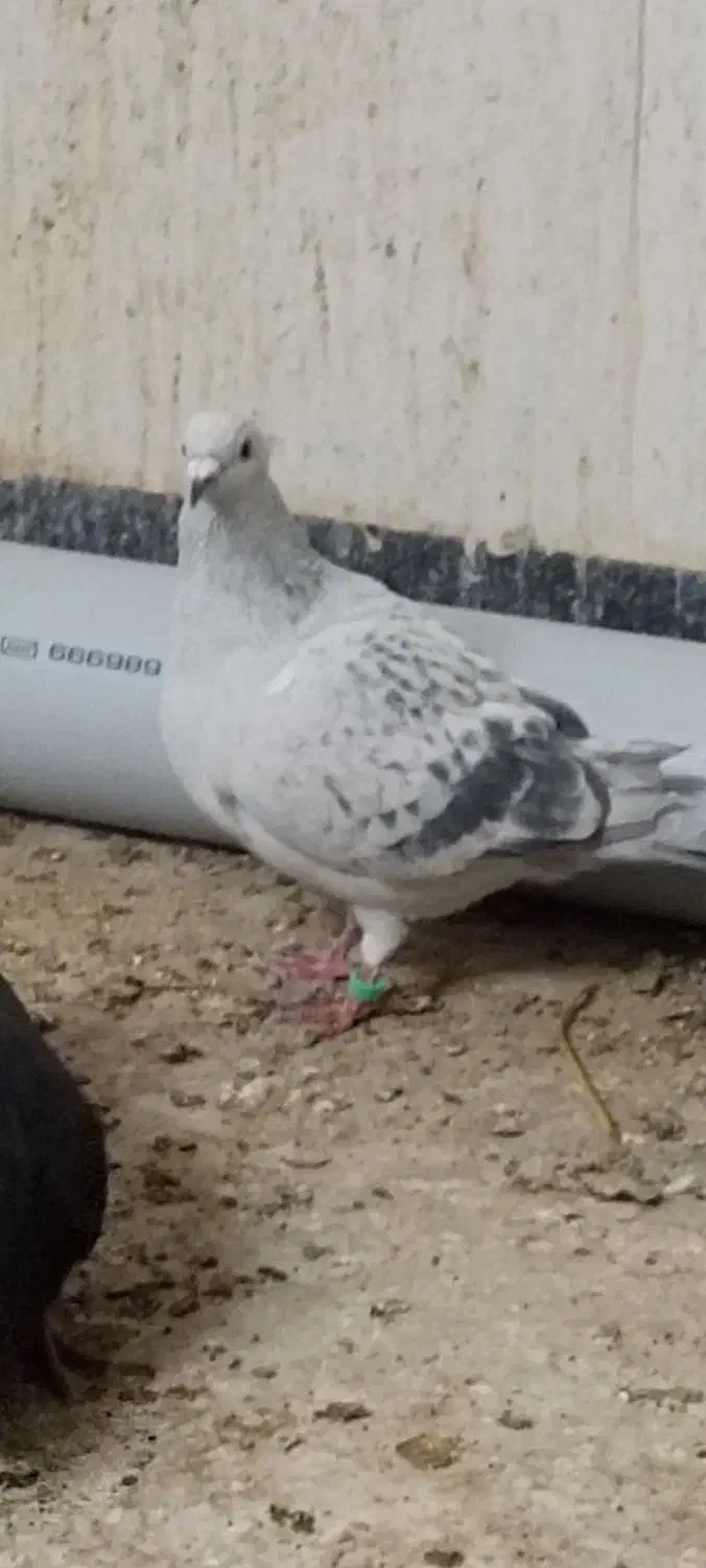 ماده|پرنده|جلگه ماژان, |دیوار