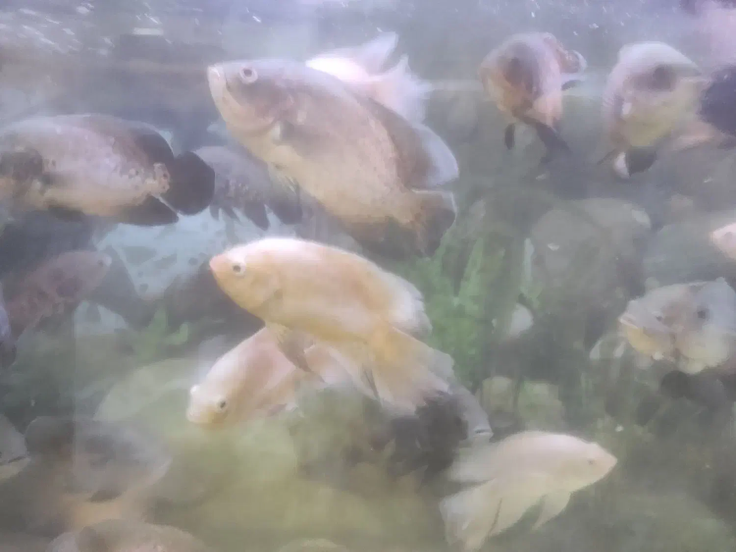 فروش انواع ماهی زینتی|ماهی|شاهینشهر, فردوسی|دیوار