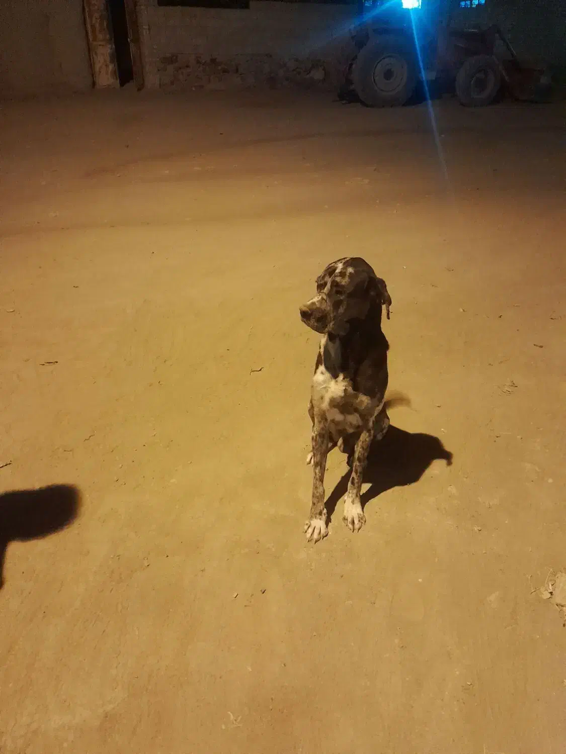 سگ گریت دین|سگ|جلگه رخ, |دیوار