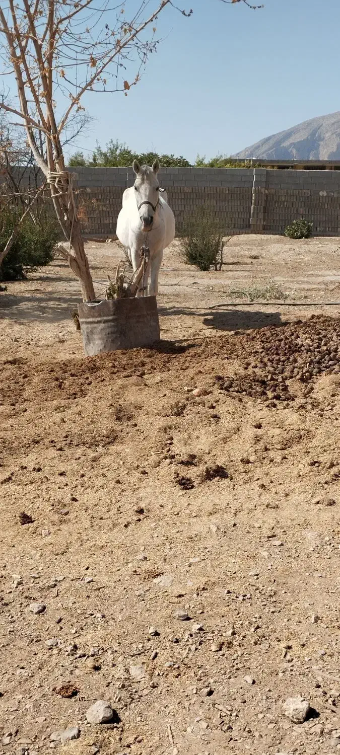 فروش 36 مادیان53 سفید996توافقی 0917‌|اسب و تجهیزات اسب‌سواری|سیدان, |دیوار