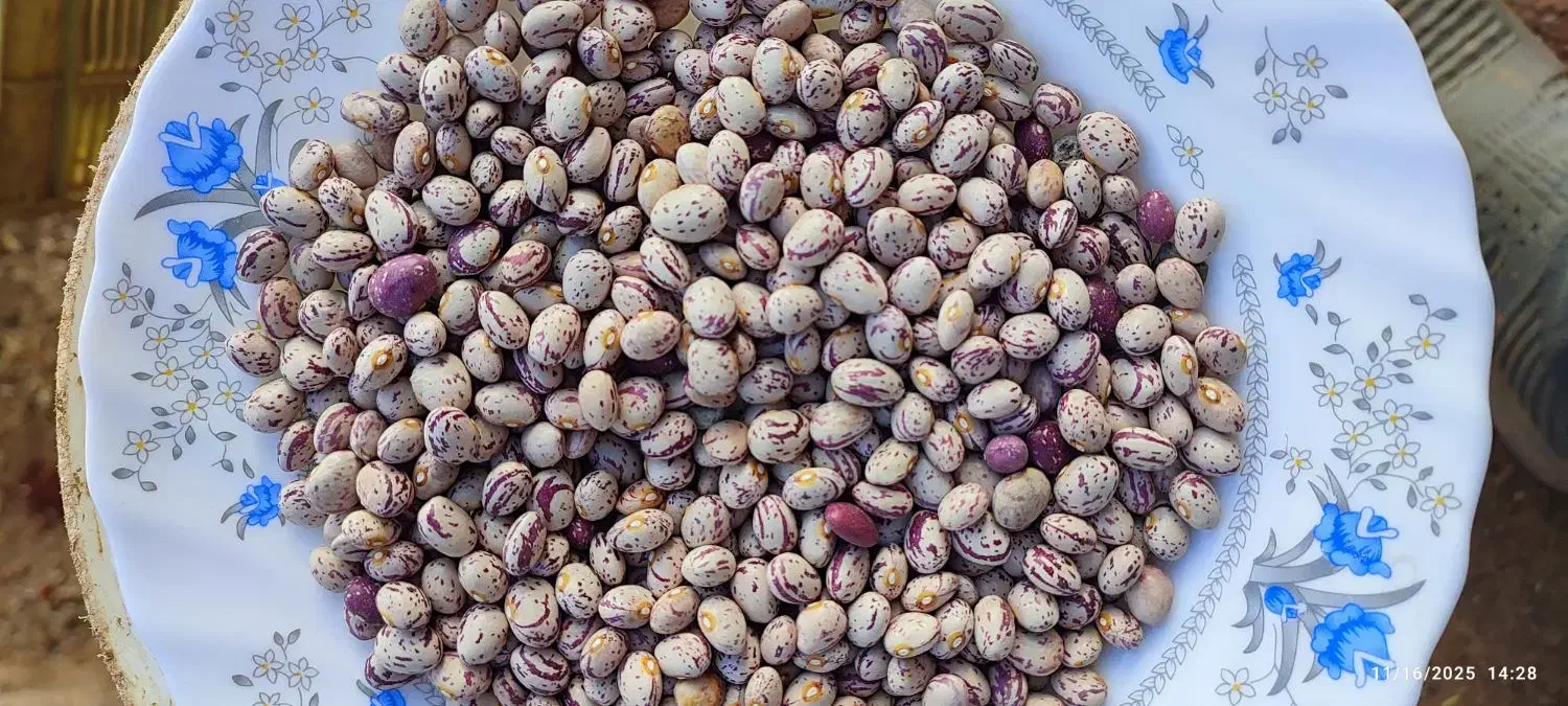 لوبیا چیتی و لوبیا قرمز|عمده‌فروشی|نظر کهریزی, |دیوار