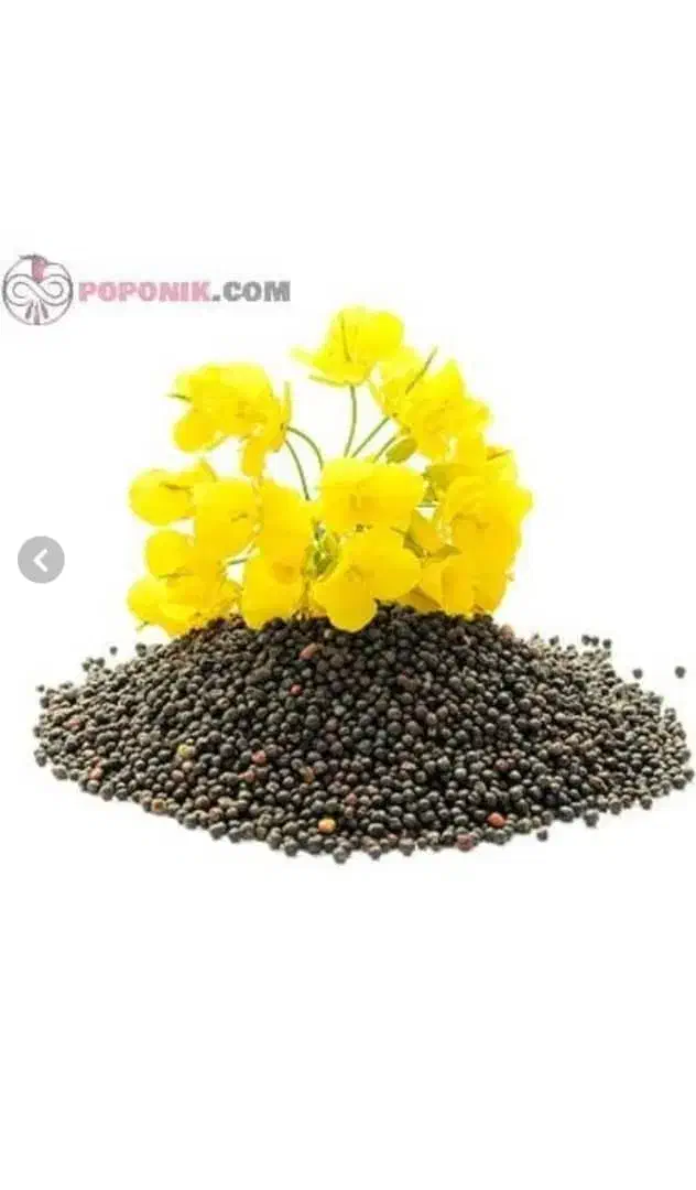 گل زا|گل و گیاه طبیعی|بلوک, |دیوار