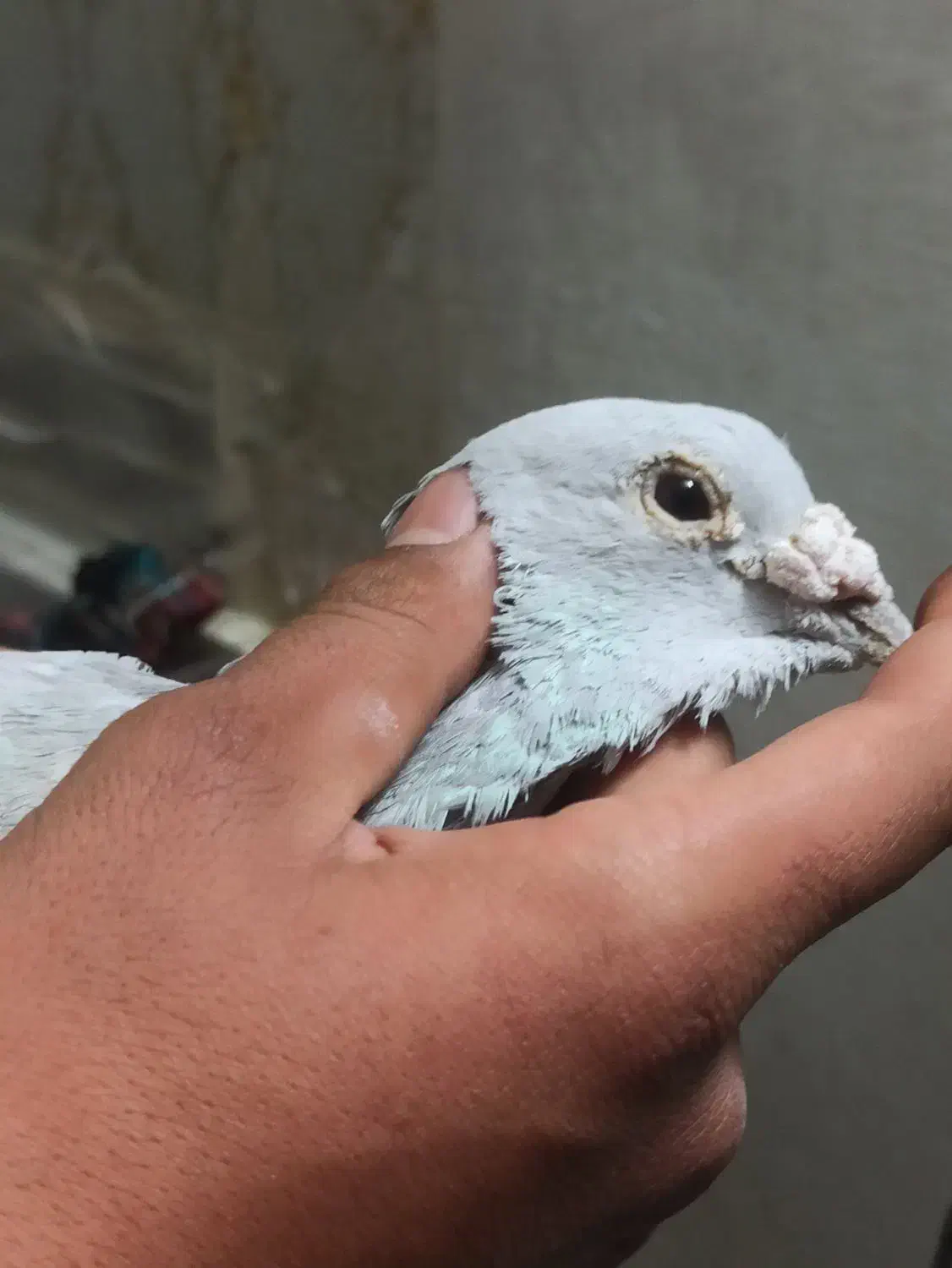 کفتر مامی گم شده|حیوانات|مشهد, انقلاب|دیوار