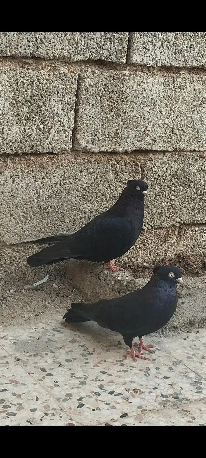 زاغ ابادانی|پرنده|شوش, |دیوار