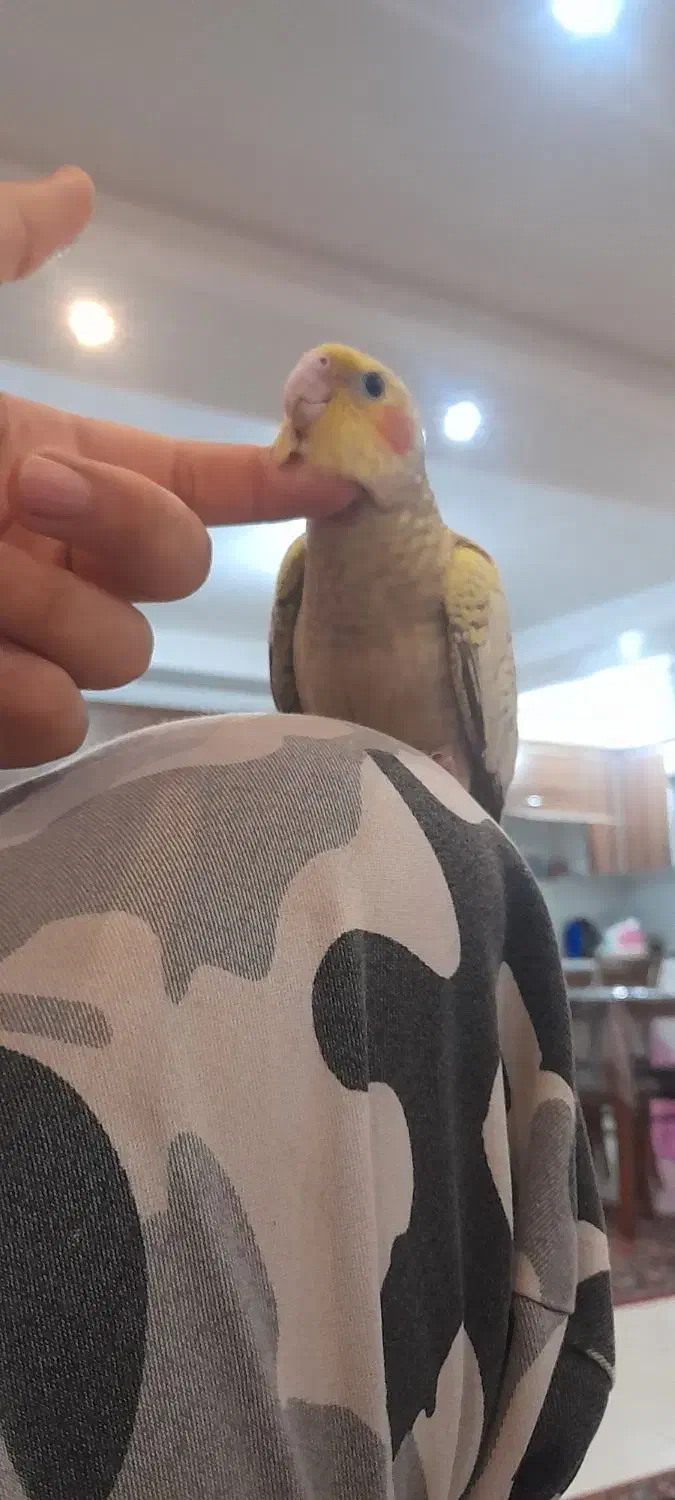 گمشده|حیوانات|گرگان, |دیوار