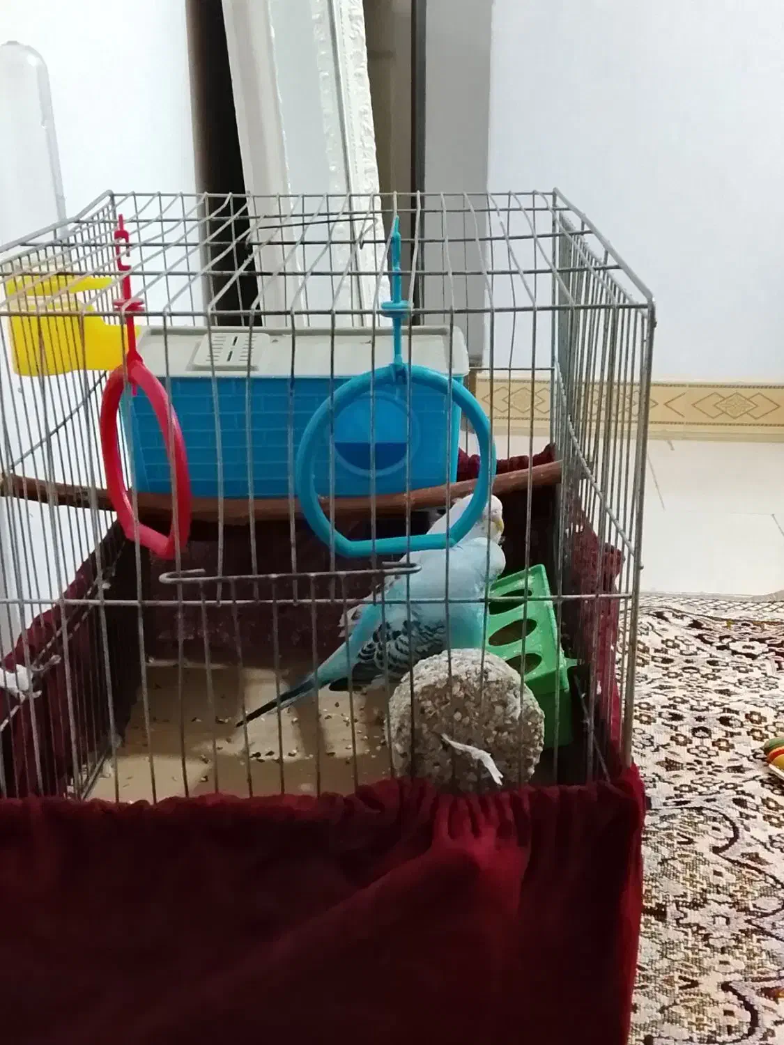 جفت مرغ عشق سالم وسرحال|پرنده|گرگان, |دیوار