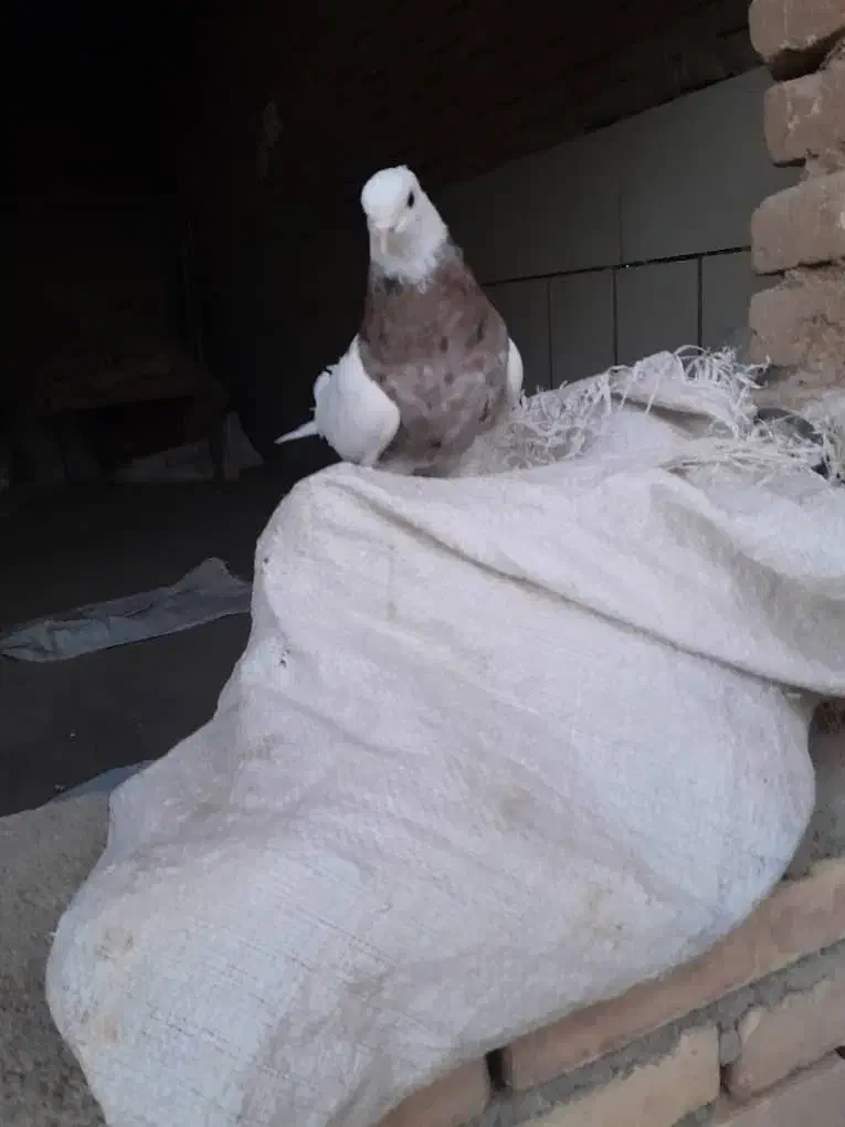 ک ف ت ر|حیوانات|آباده, |دیوار