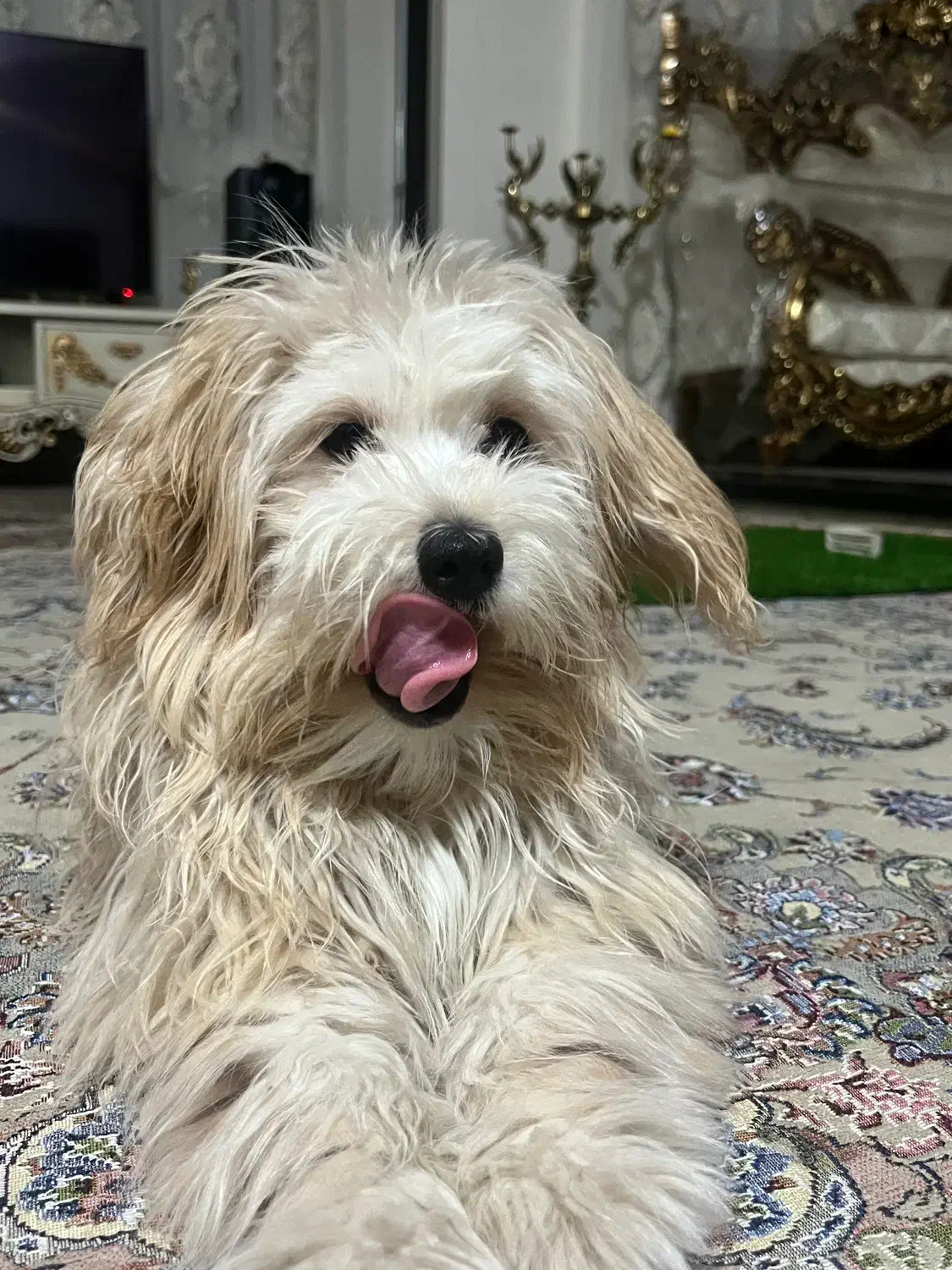 سگ خانگی|سگ|شهر ری, علایین|دیوار