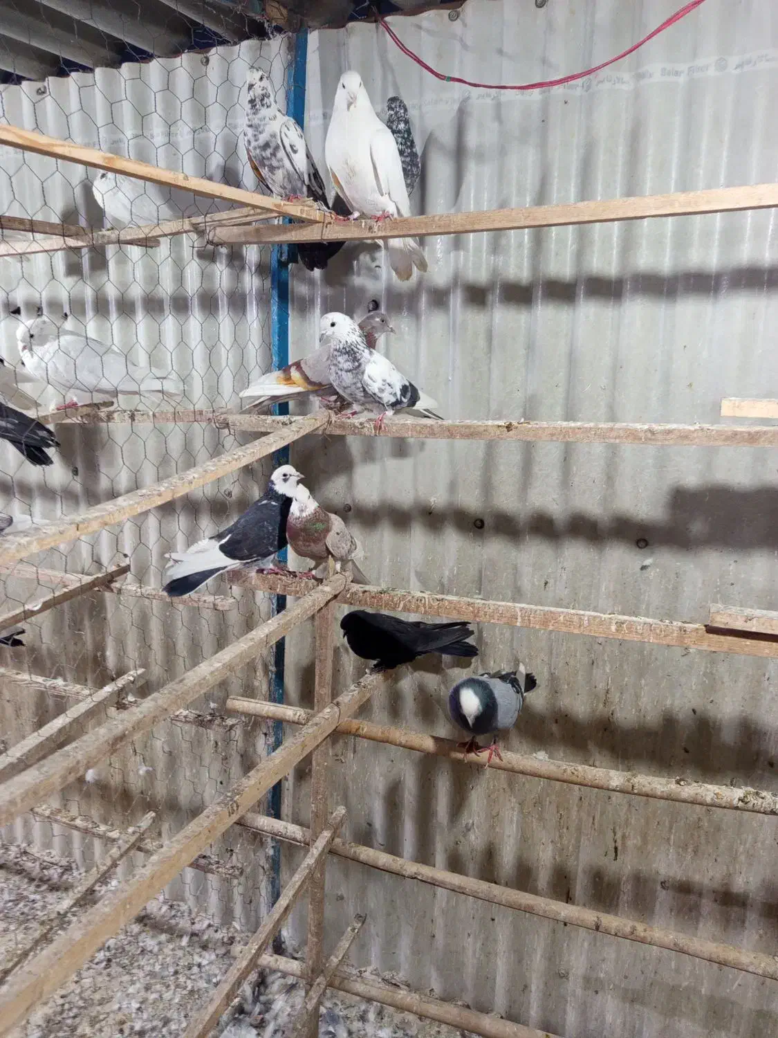 کبوتر|پرنده|قیامدشت - خاورشهر, |دیوار