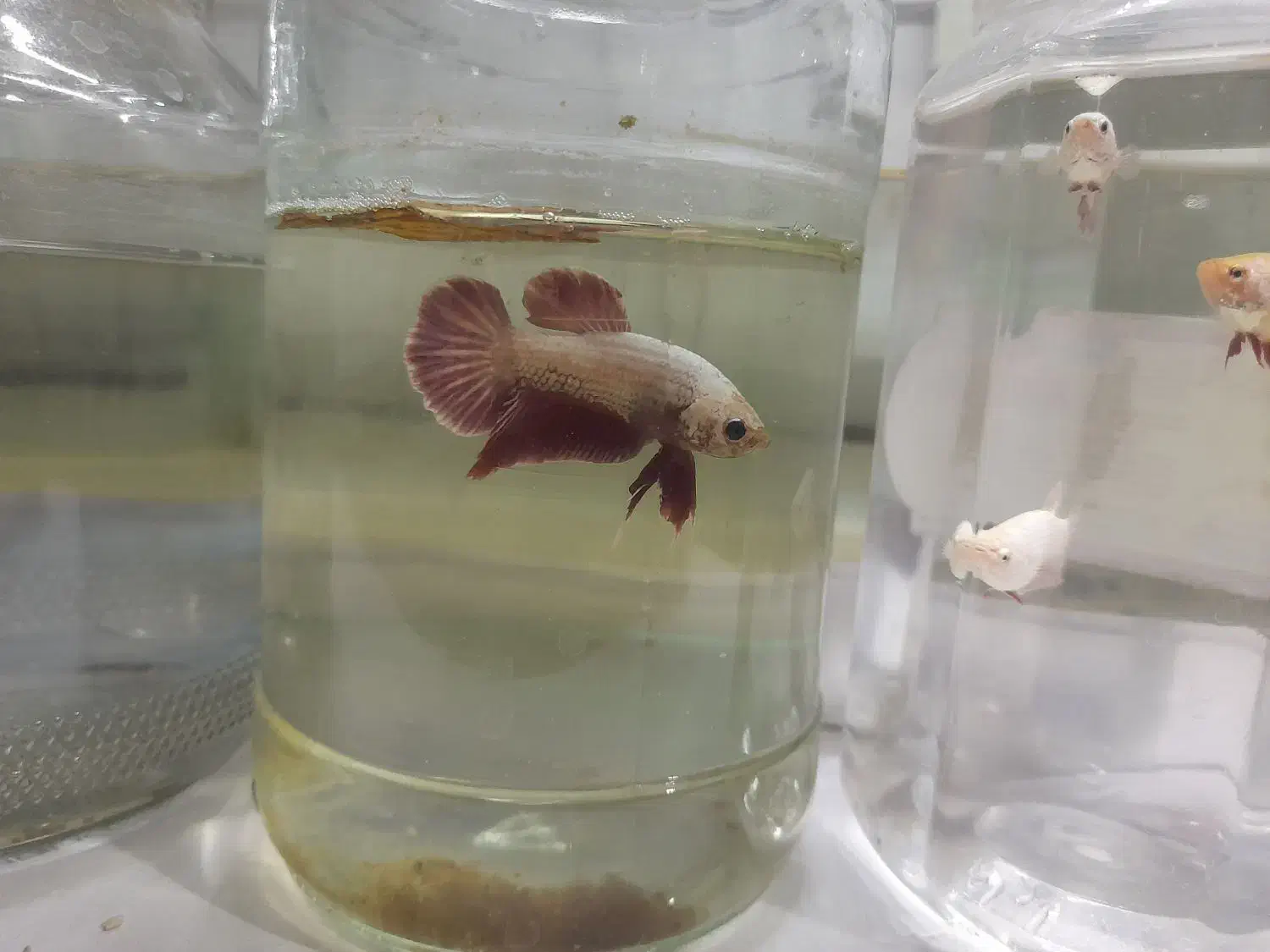 ماهی فایتر، گوپی و غذا|ماهی|تهران, تهرانسر شرقی|دیوار