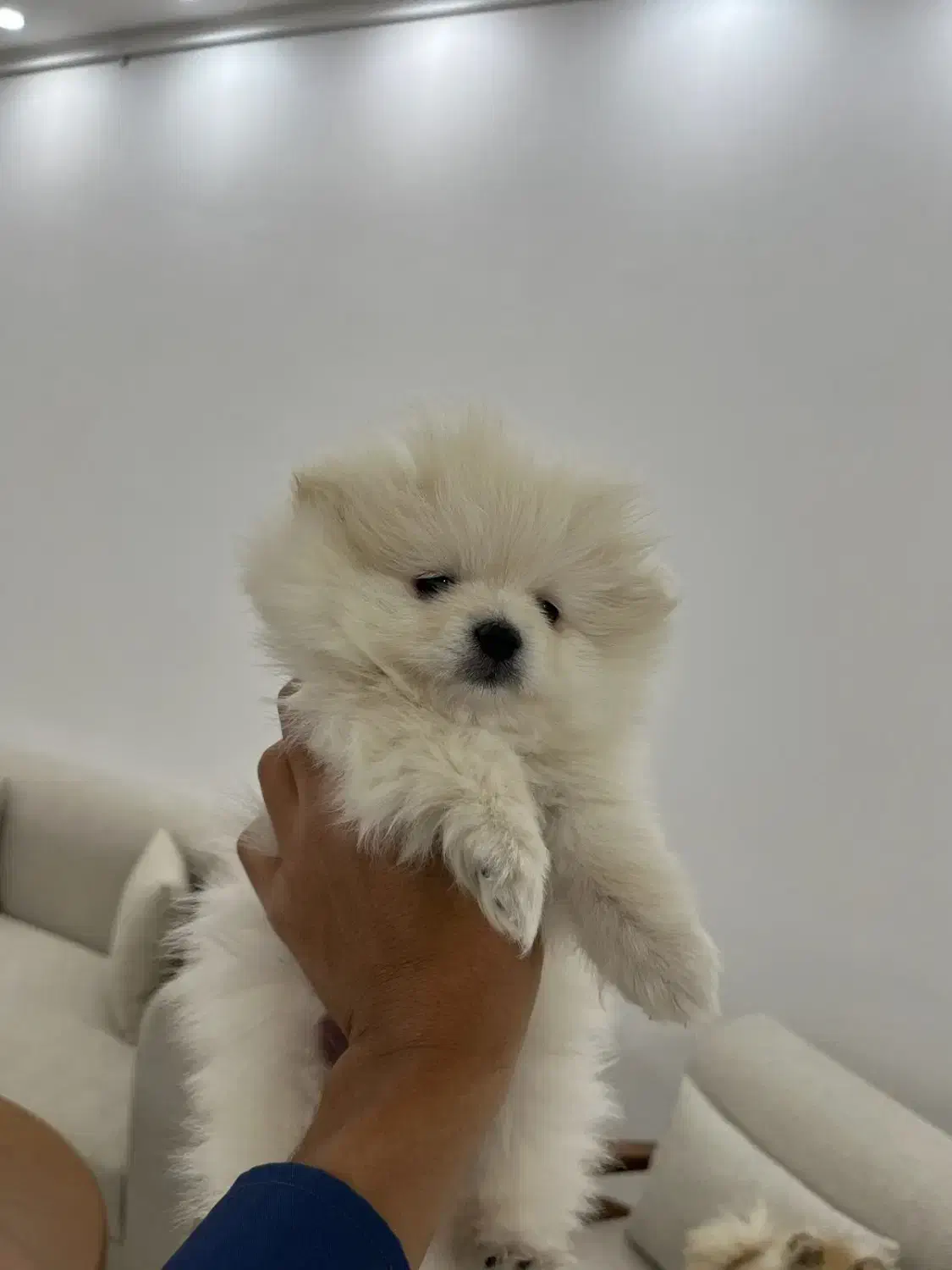 سگ پامر|سگ|رفسنجان, |دیوار