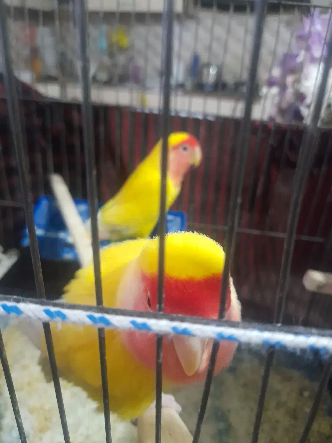 یک جفت طوطی برزیلی|پرنده|چهارباغ, |دیوار