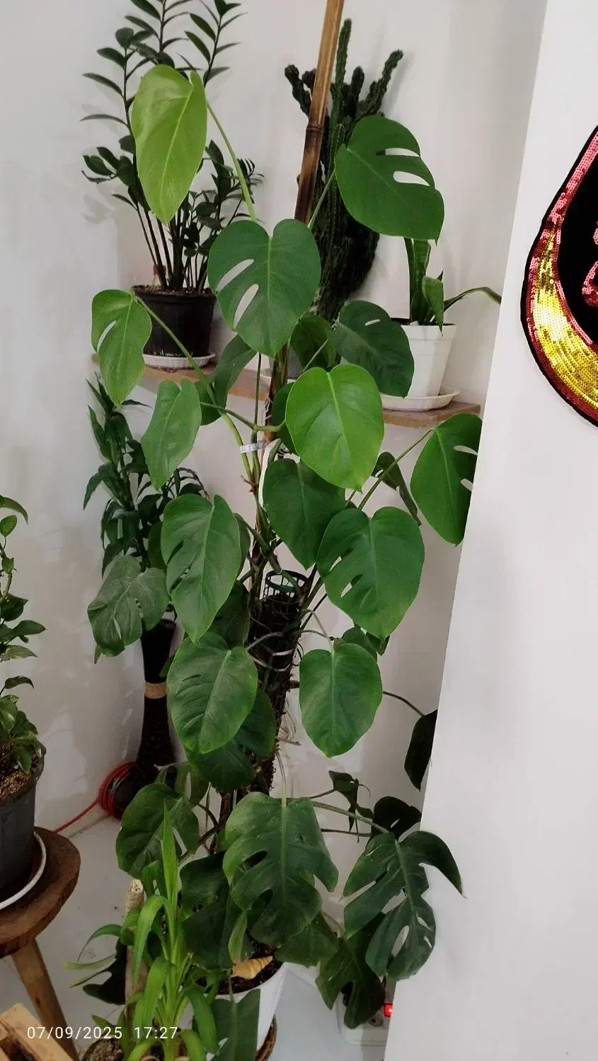 گل برگ انجیری|گل و گیاه طبیعی|بندر امام خمینی, |دیوار