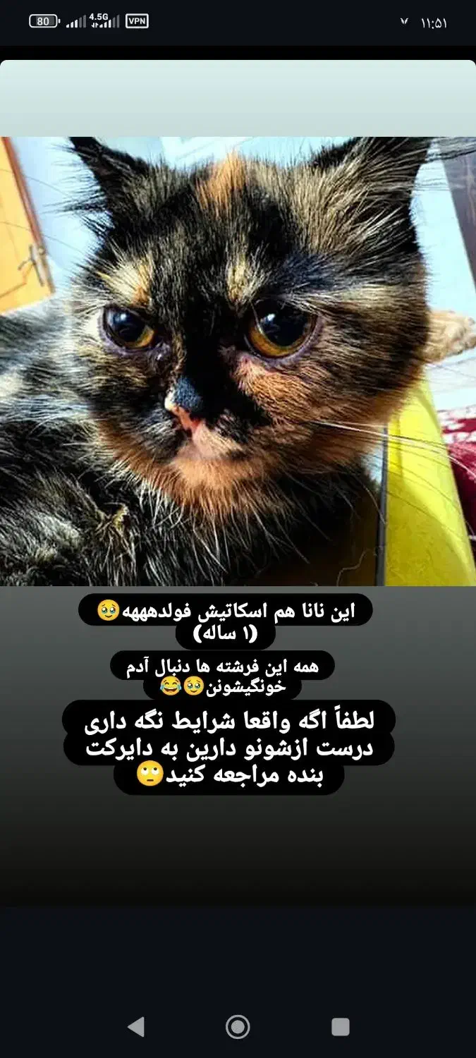 گربه اسکاتیش فولد|گربه|یزد, |دیوار