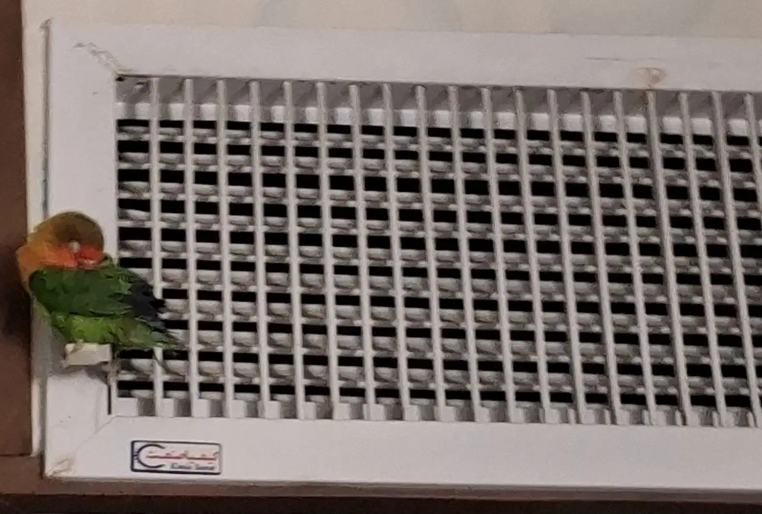 طوطی|پرنده|شیراز, شهرک والفجر|دیوار