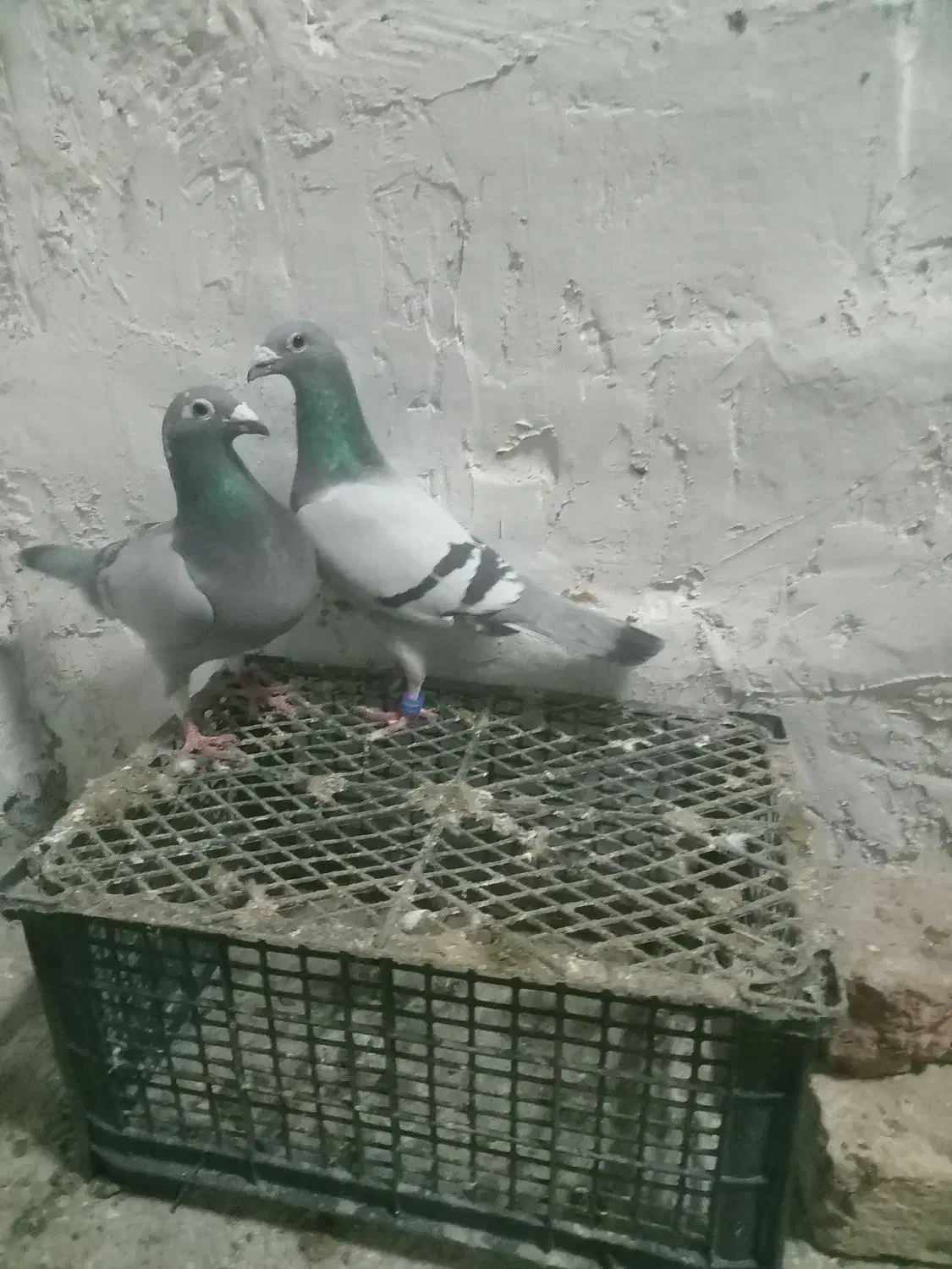 سبز المانی|پرنده|فاروج, |دیوار