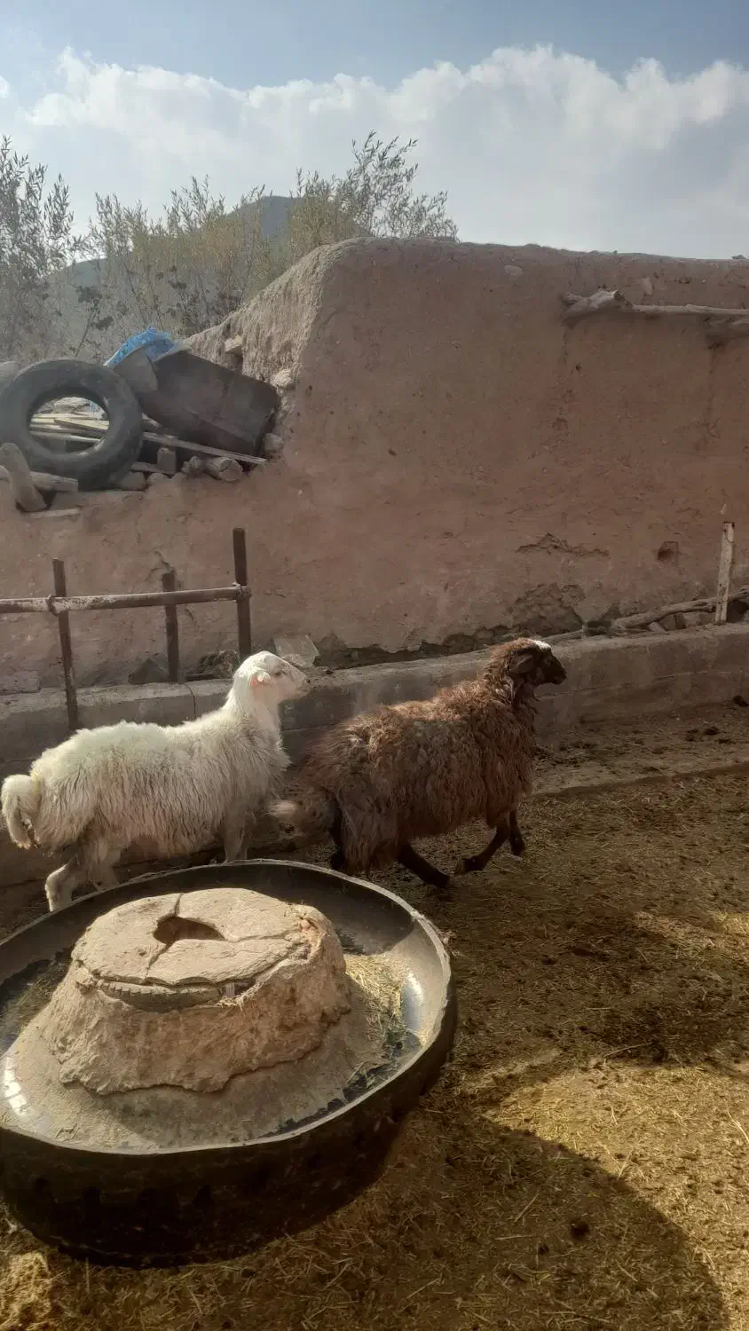 سه عدد بره|حیوانات مزرعه|مهدی شهر, |دیوار