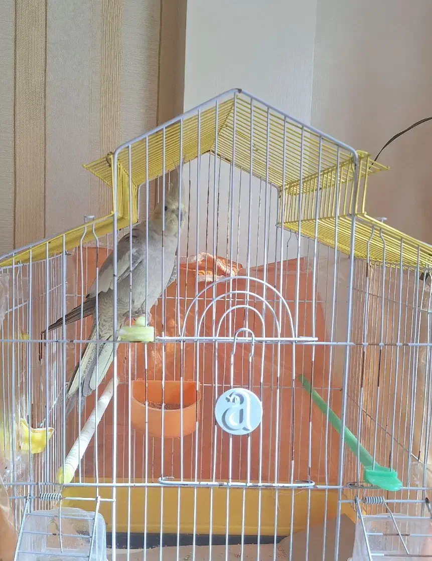 عروس هلندی|پرنده|مشهد, نیروی هوایی|دیوار