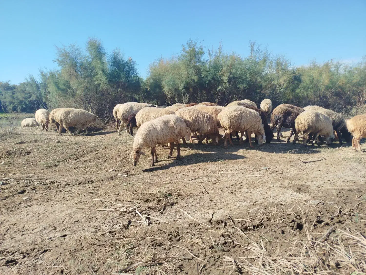 گوسفند|حیوانات مزرعه|اصلاندوز, |دیوار